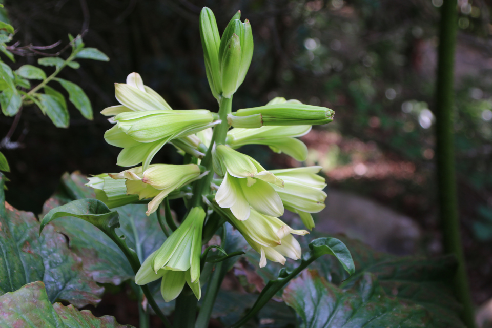 Кардиокринум (лат. Cardiocrinum). Ботанический сад Орхус 17 июня 2023, Дания 