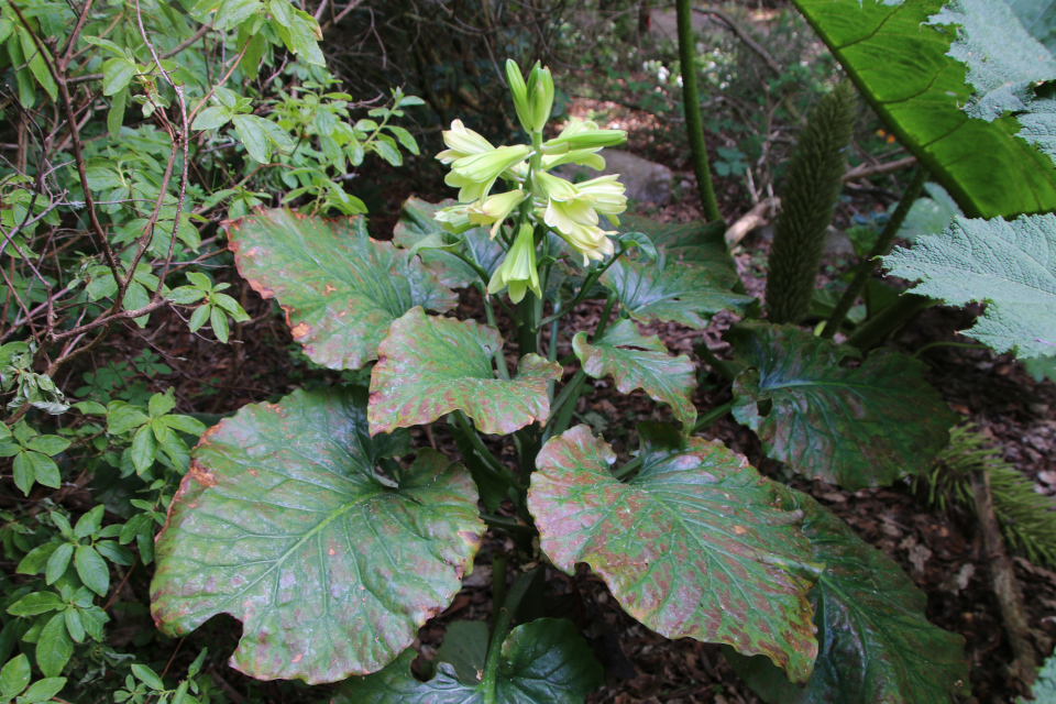 Кардиокринум (лат. Cardiocrinum). Ботанический сад Орхус 17 июня 2023, Дания 