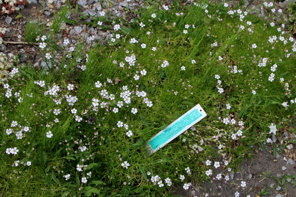 Качим тонколистный (дат. Brudeslør, лат. Gypsophila tenuifolia, семейство Гвоздичные, Caryophyllaceae). Ботанический сад Орхус 17 июня 2023, Дания 