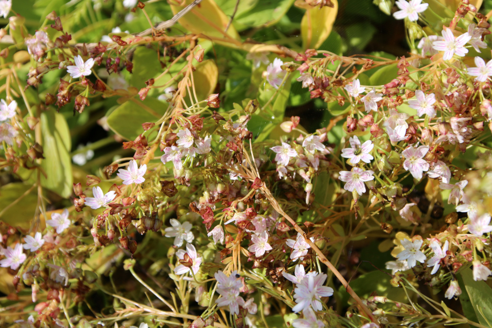 Клейтония сибирская (дат. Sibirisk Vinterportulak, лат. Claytonia sibirica, семейство Монтиевые, Montiaceae). Ботанический сад, г. Орхус, Дания. 17 июня 2023 