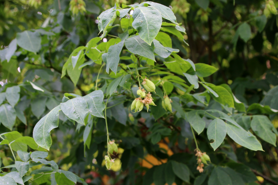 Клекачка перистая (дат. Almindelig blærenød, лат. Staphylea pinnata, семейство Клекачковые, Staphyleaceae). Ботанический сад, г. Орхус, Дания. 17 июня 2023 