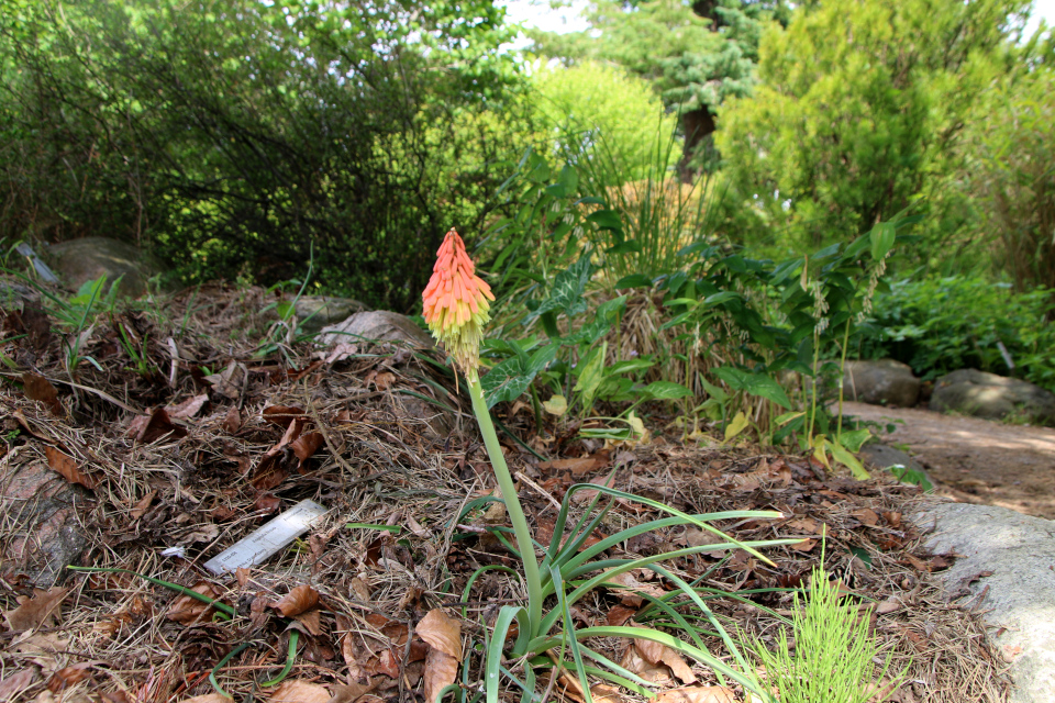 Книфофия мохнатая (лат. Kniphofia hirsuta, семейство Ксанторреевые, Xanthorrhoeaceae) — уроженка Южной Африки (Лесото). Ботанический сад Орхус 17 июня 2023, Дания 