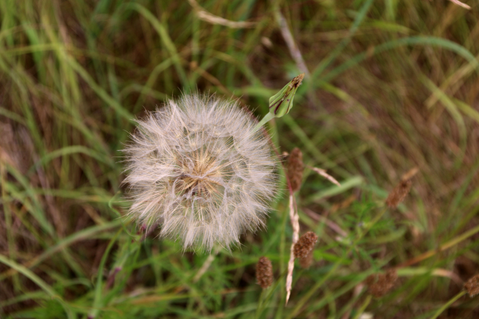 Козлобородник луговой (дат. Enggedeskæg, лат. Tragopogon pratensis). Фульден, Дания. 25 июня 2023 