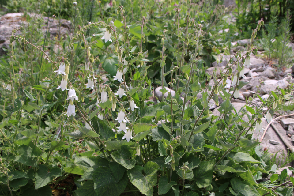 Колокольчик персиколистный (дат. Smalbladet Klokke Alba, лат. Campánula persicifolia, семейство Колокольчиковые, Campanulaceae). Ботанический сад, г. Орхус, Дания. 17 июня 2023 