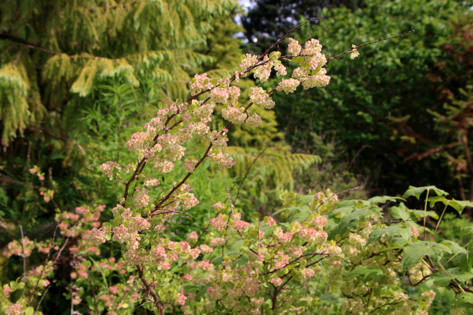 Курчавка грушелистная (лат. Atraphaxis pyrifolia Bunge, семейство Гречишные, Polygonaceae). Ботанический сад Орхус 17 июня 2023, Дания 