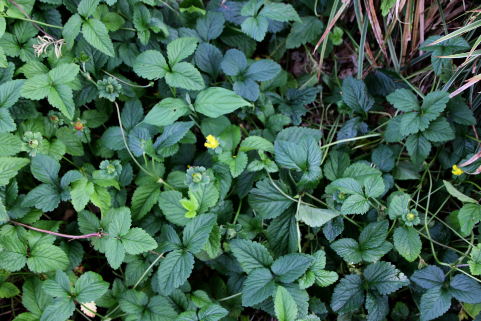 Лапчатка индийская (дат. Indisk jordbær, лат. Potentilla indica, семейство Розоцветные, Rosaceae). Ботанический сад Орхус 17 июня 2023, Дания 