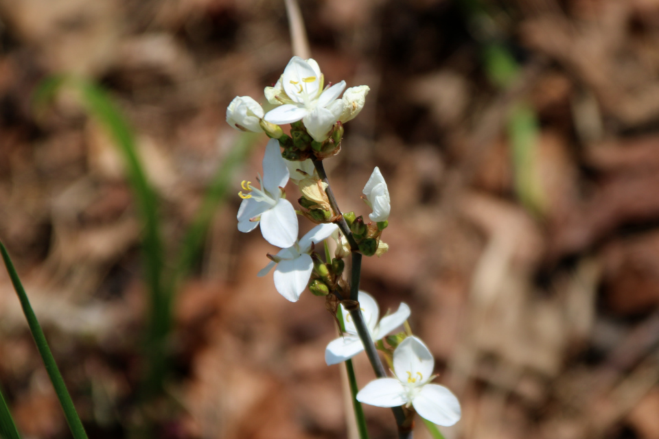 Либертия крупноцветковая (лат. Libertia grandiflora, семейства Ирисовые, Iridaceae) Эндемик Новой Зеландии. Ботанический сад, г. Орхус, Дания. 17 июня 2023 