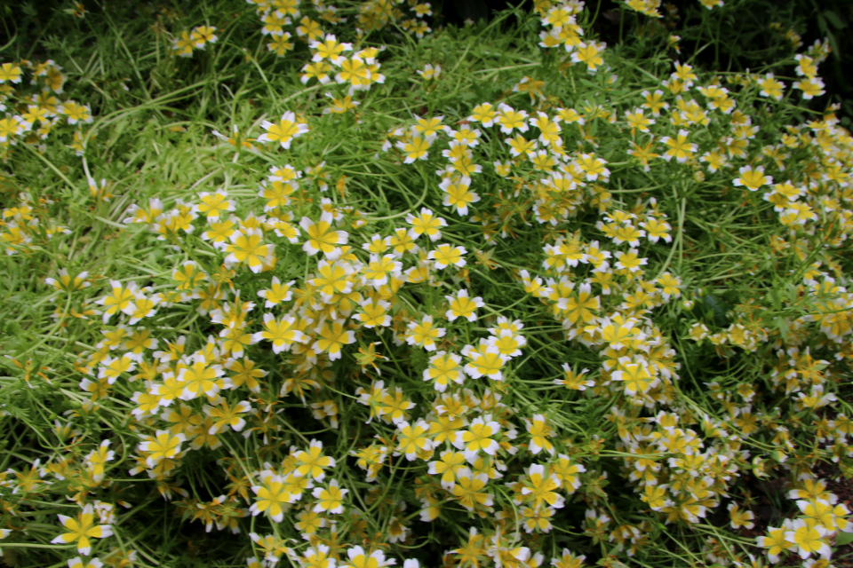 Лимнантес Дугласа Spejlæg Limnanthes Douglasii, семейство Лимнантовые, Limnanthaceae) . Ботанический сад, г. Орхус, Дания. 17 июня 2023 