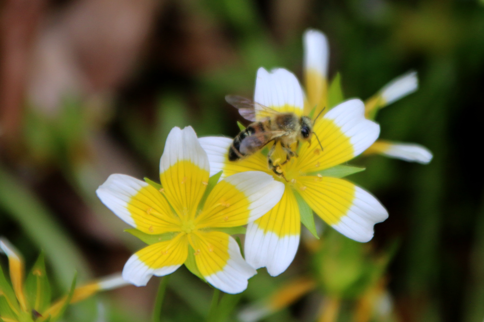 Пчела. Лимнантес Дугласа Spejlæg Limnanthes Douglasii, семейство Лимнантовые, Limnanthaceae) . Ботанический сад, г. Орхус, Дания. 17 июня 2023 