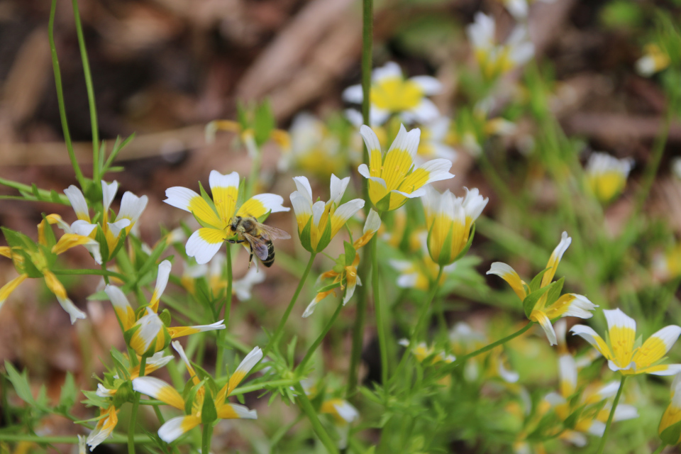 Пчела. Лимнантес Дугласа Spejlæg Limnanthes Douglasii, семейство Лимнантовые, Limnanthaceae) . Ботанический сад, г. Орхус, Дания. 17 июня 2023 