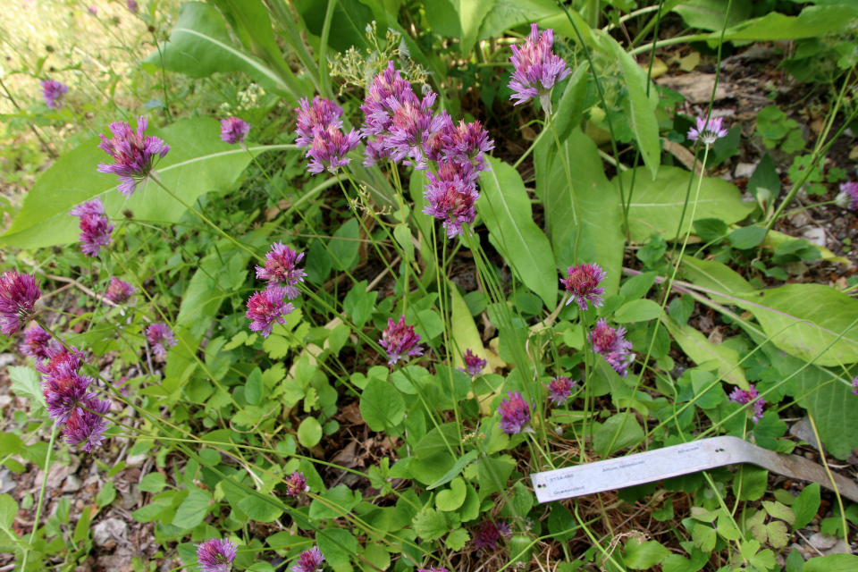 Лук Хельдрейха (лат. Allium heldreichii, семейство Амариллисовые, Amaryllidaceae). Ботанический сад Орхус 17 июня 2023, Дания 