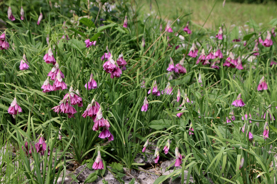 Лук нарциссоцветный (дат. Balkan-Prydløg, лат. Allium narcissiflorum, семейство Амариллисовые, Amaryllidaceae).. Ботанический сад Орхус 17 июня 2023, Дания 