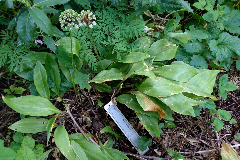 Лук охотский (лат. Allium ochotense, семейство Амариллисовые, Amaryllidaceae). Ботанический сад Орхус 17 июня 2023, Дания 