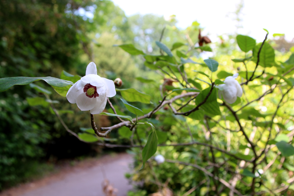 Магнолия Зибольда (дат. Åkandemagnolia лат. Magnolia sieboldii, семейство Магнолиевые Magnoliaceae). Ботанический сад Орхус 17 июня 2023, Дания 