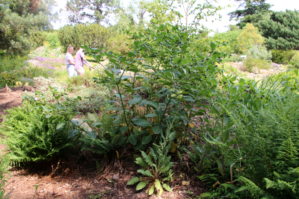 Белладонна (дат. Galnebær, лат. Atropa belladonna, семейства Паслёновые, Solanaceae), Меконопсис метельчатый (дат. Valmuesøster, лат. Meconopsis paniculata, семейство Маковые, Papaveraceae). Ботанический сад, г. Орхус, Дания. 17 июня 2023 