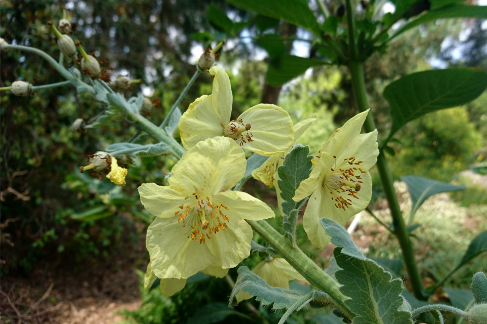 Меконопсис метельчатый (дат. Valmuesøster, лат. Meconopsis paniculata, семейство Маковые, Papaveraceae). Ботанический сад, г. Орхус, Дания. 17 июня 2023 