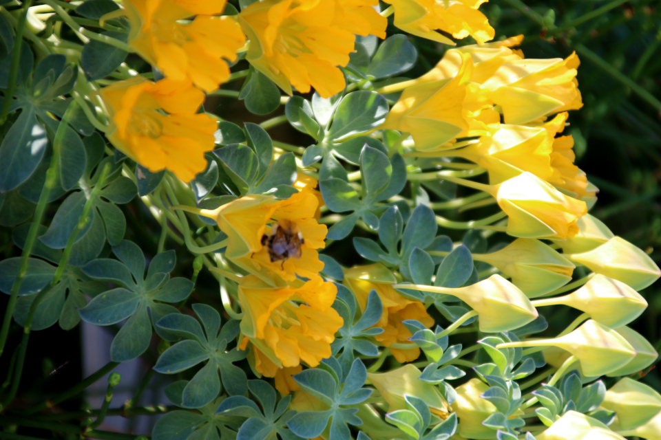 Настурция многолистная (лат. Tropaeolum Polyphyllum, семейство Настурциевые Tropaeolaceae). Ботанический сад Орхус 17 июня 2023, Дания 