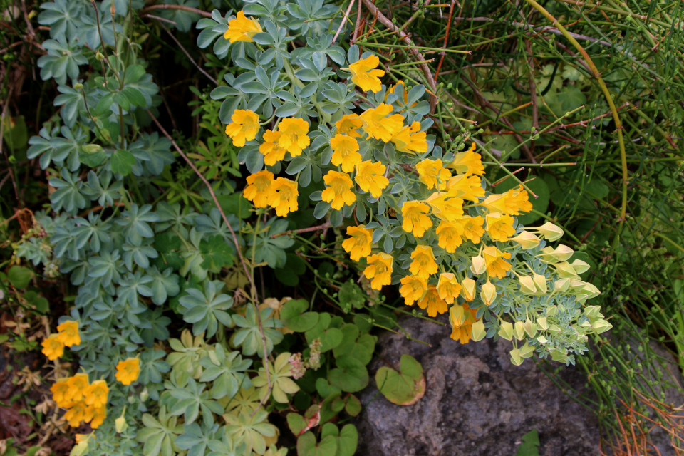 Настурция многолистная (лат. Tropaeolum Polyphyllum, семейство Настурциевые Tropaeolaceae). Ботанический сад Орхус 17 июня 2023, Дания 