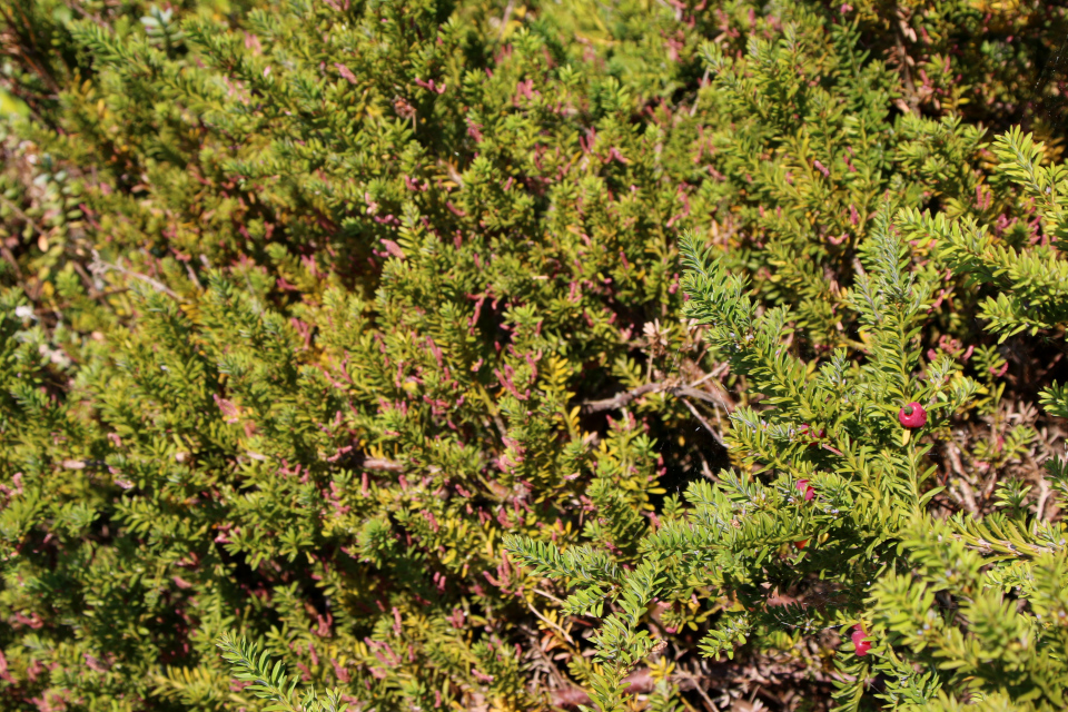 Ногоплодник альпийский (дат. Sydtaks/stentaks, лат. Podocarpus alpinus, семейство Подокарповые, Podocarpaceae). Ботанический сад, г. Орхус, Дания. 17 июня 2023 