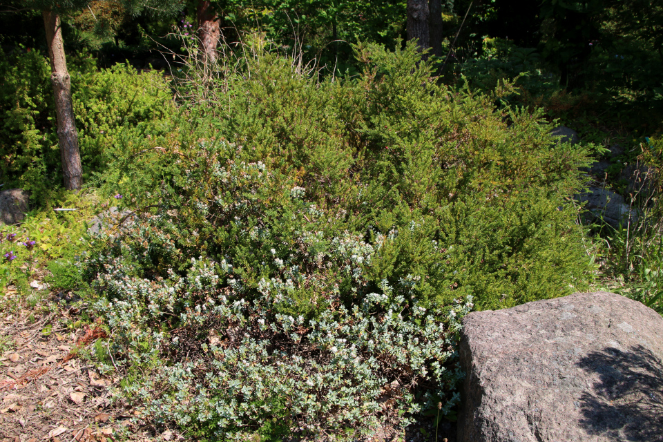 Ногоплодник альпийский (дат. Sydtaks/stentaks, лат. Podocarpus alpinus, семейство Подокарповые, Podocarpaceae), Хебе толстолистная (лат. Hebe pinguifolia, семейства Подорожниковые, Plantaginaceae). Ботанический сад, г. Орхус, Дания. 17 июня 2023 