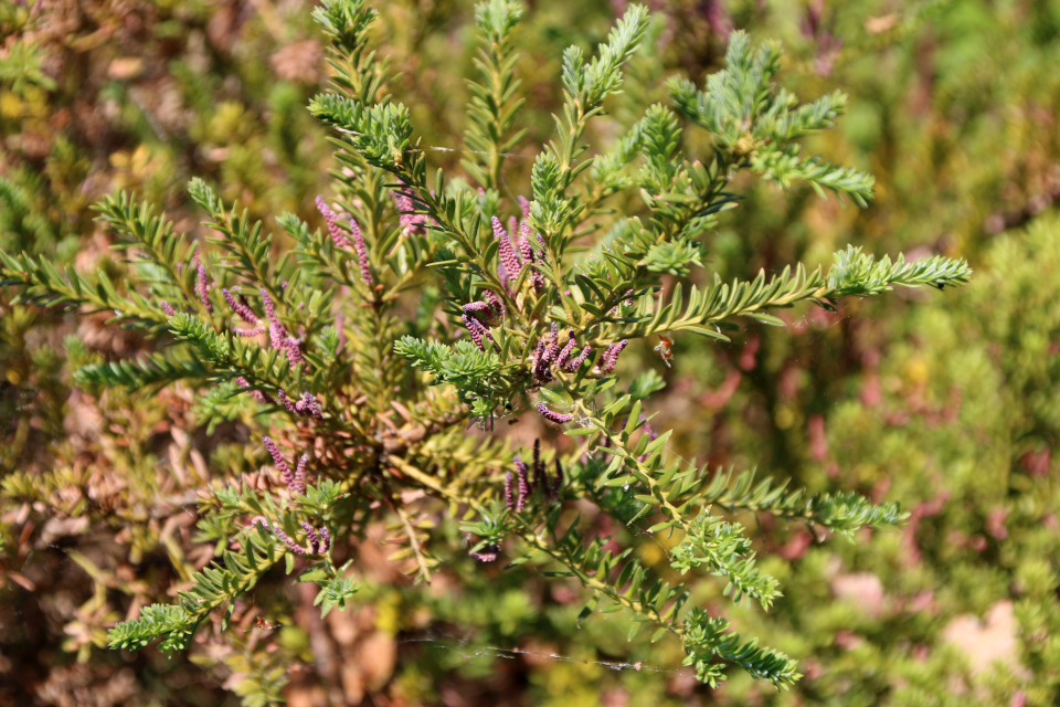 Ногоплодник альпийский (дат. Sydtaks/stentaks, лат. Podocarpus alpinus, семейство Подокарповые, Podocarpaceae). Ботанический сад, г. Орхус, Дания. 17 июня 2023 