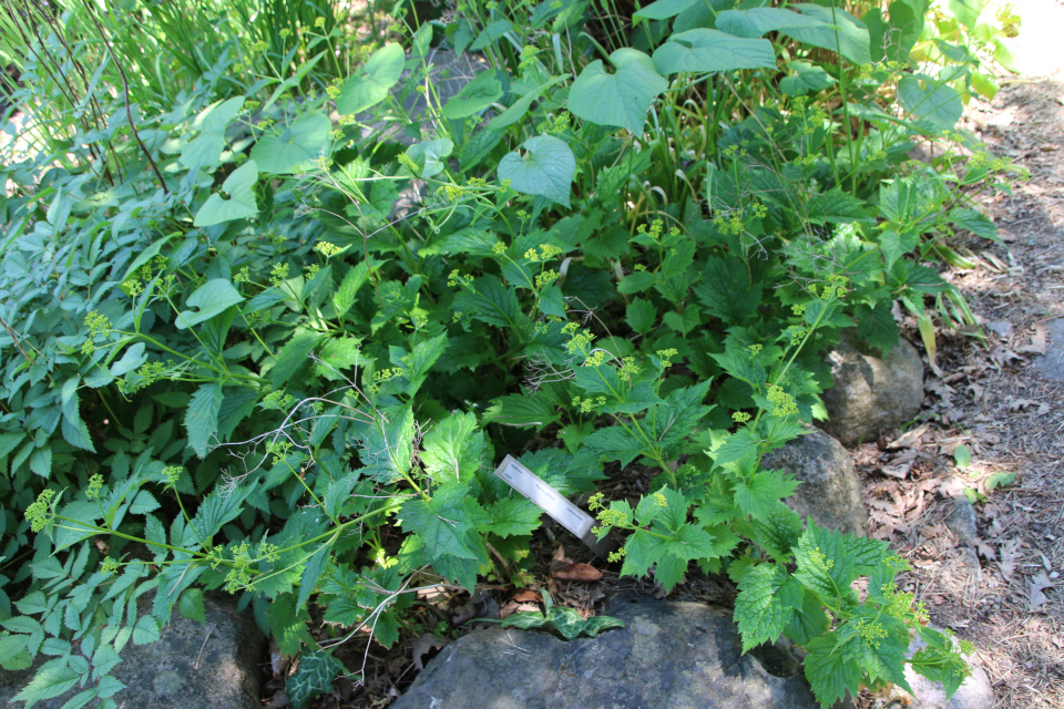 Тладианта сомнительная (дат. Manchurisk agurk, лат. Thladiantha dubia, семейства Тыквенные, Cucurbitaceae), Патриния горбатая (лат. Patrinia gibbosa, семейство Жимолостные,Caprifoliaceae). Ботанический сад, г. Орхус, Дания. 17 июня 2023 