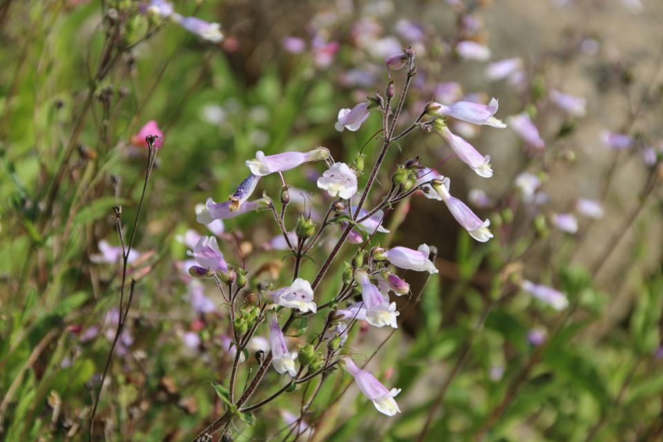 Пенстемон разнолистный (лат. Penstemon heterophyllus, семейство Подорожниковые, Plantaginaceae). Ботанический сад, г. Орхус, Дания. 17 июня 2023