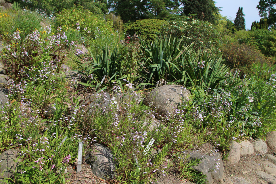 Пенстемон разнолистный (лат. Penstemon heterophyllus, семейство Подорожниковые, Plantaginaceae). Ботанический сад, г. Орхус, Дания. 17 июня 2023