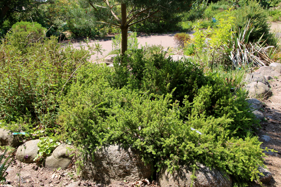 Подокарп снежный (дат. Bjerg-Sydtaks, лат. Podocarpus nivalis, семейство Подокарповые, Podocarpaceae). Ботанический сад, г. Орхус, Дания. 17 июня 2023 