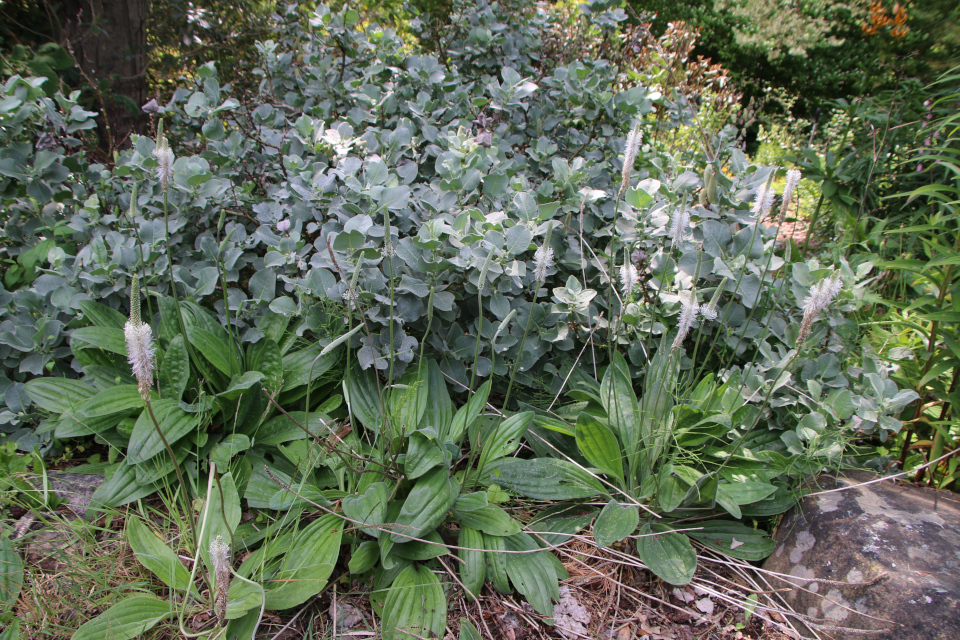 Подорожник ланцетолистный (дат. Lancet-Vejbred, лат. Plantago lanceolata, семейство Подорожниковые, Plantaginaceae), Ива мохнатая (дат. Uld-pil, лат. Salix lanata, семейство Ивовые, Salicaceae). Ботанический сад Орхус 17 июня 2023, Дания 