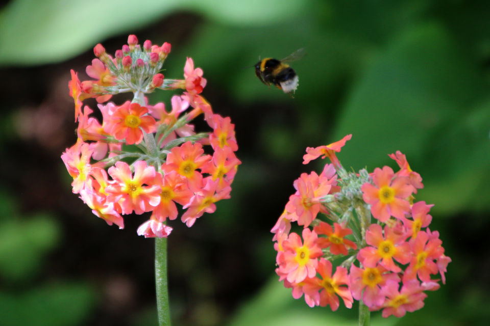 Примула японская (дат. Japansk Primula / Etageprimula, лат. Primula Japonica, семейство Первоцветные, Primulaceae). Ботанический сад, г. Орхус, Дания. 17 июня 2023 