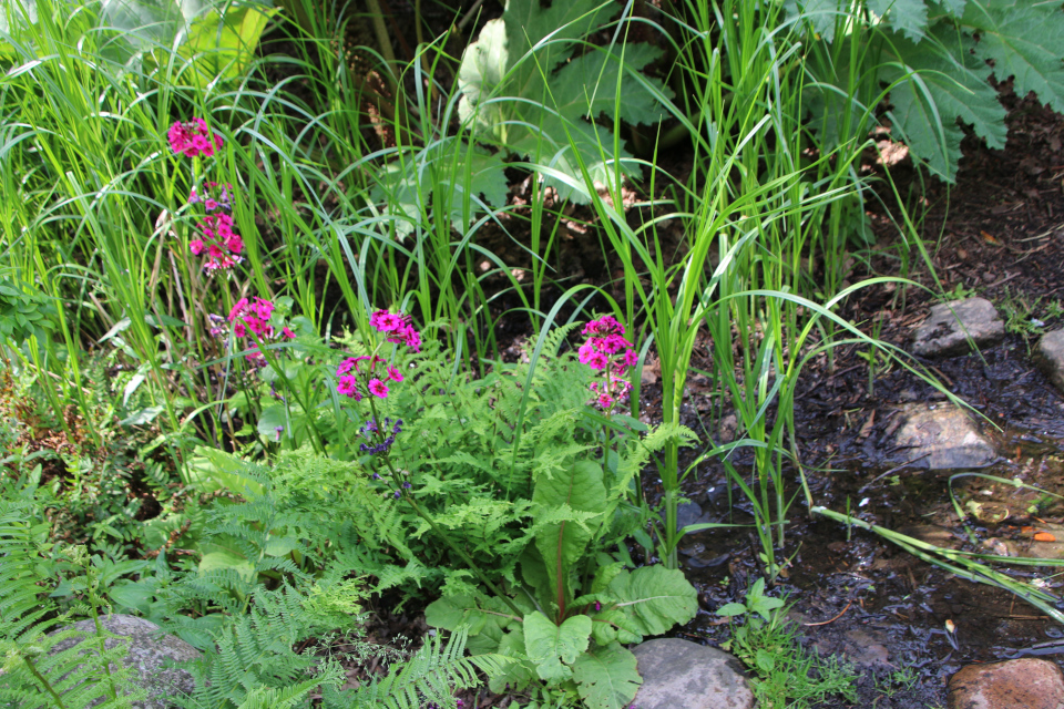 Примула японская (дат. Japansk Primula / Etageprimula, лат. Primula Japonica, семейство Первоцветные, Primulaceae). Ботанический сад, г. Орхус, Дания. 17 июня 2023 