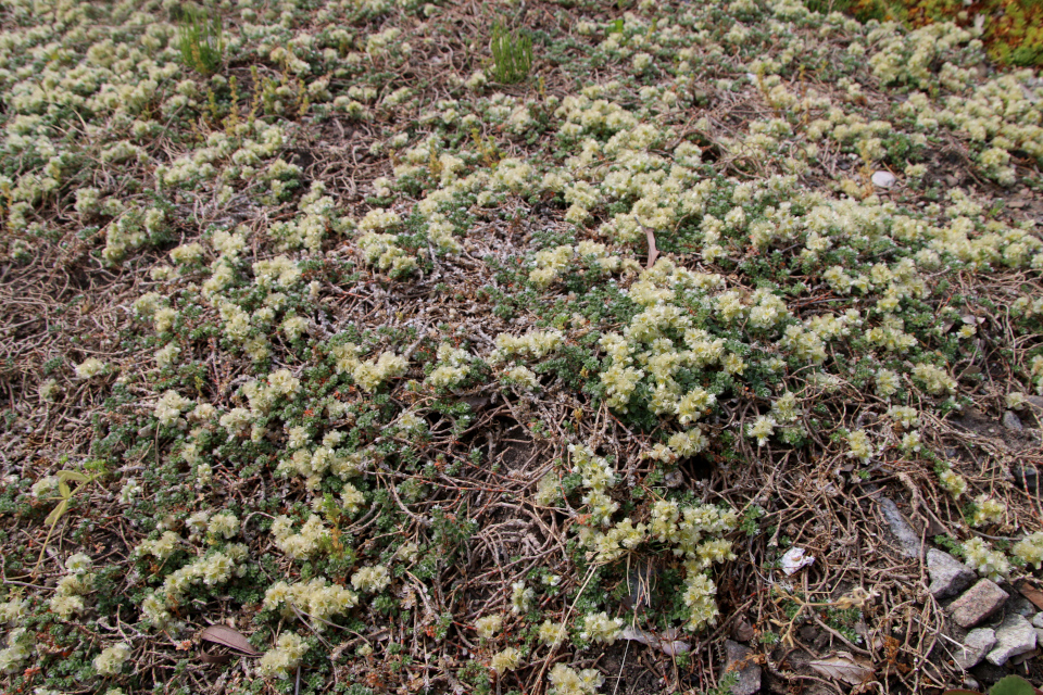 Приноготовник головчатый илил крымский (лат. Paronychia capitata, семейство Гвоздичные, Caryophyllaceae). Ботанический сад Орхус 17 июня 2023, Дания 