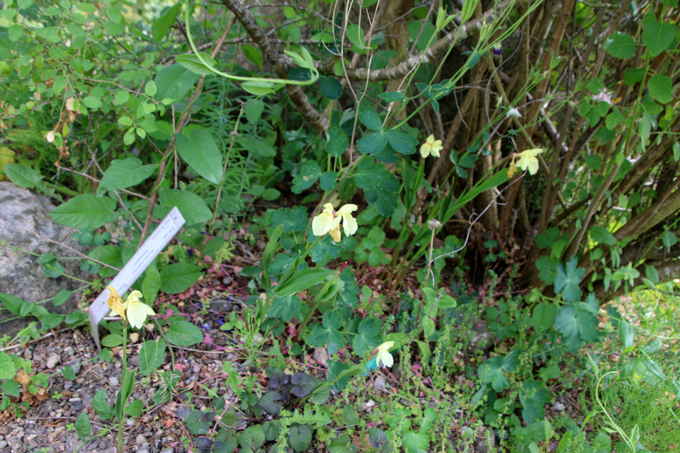 Роскея катлеевидная (дат. buddhablomst, лат. Roscoea cautleyoides, семейству Имбирные, Zingiberaceae). Ботанический сад Орхус 17 июня 2023, Дания 