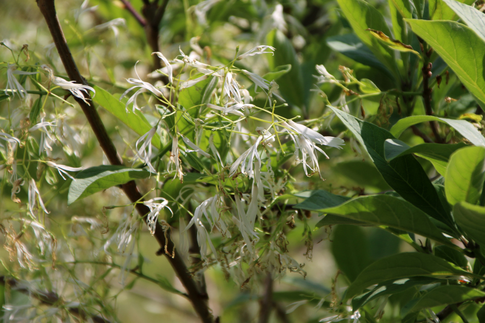 Снежноцвет виргинский (дат. Virginsk Sneflokketræ, лат. Chionanthus virginicus, семейство Маслиновые, Oleaceae). Ботанический сад, г. Орхус, Дания. 17 июня 2023 