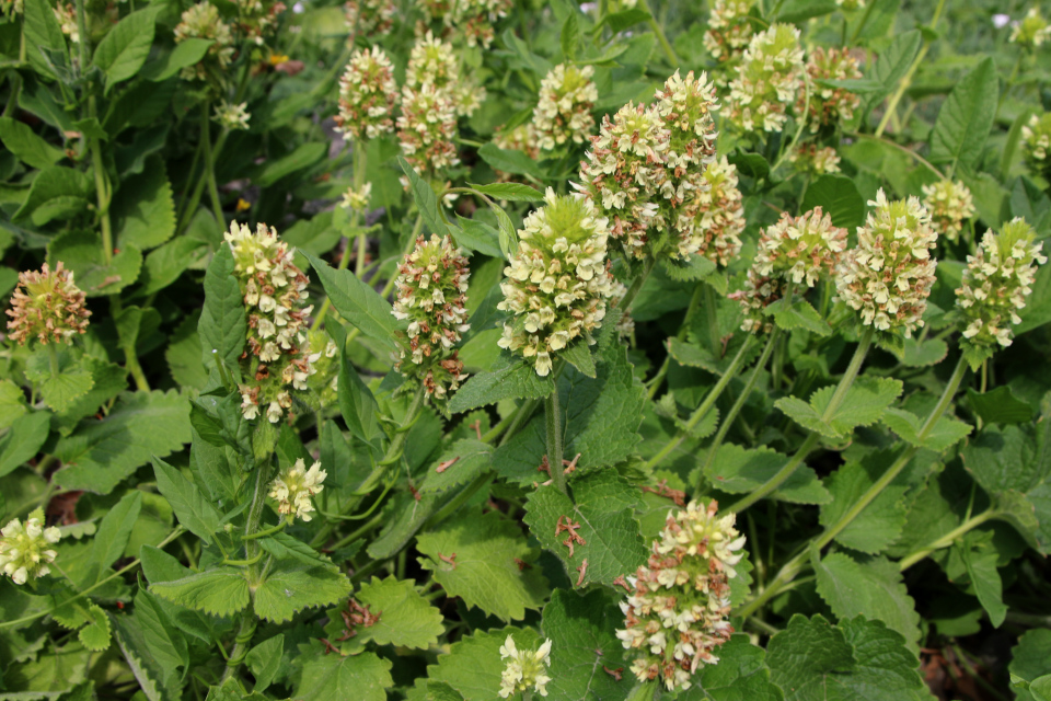 Стахис желтый (дат. Rævehale-Galtetand, лат. Stachys alopecurus, семейства Яснотковые Lamiaceae). Ботанический сад, г. Орхус, Дания. 17 июня 2023 