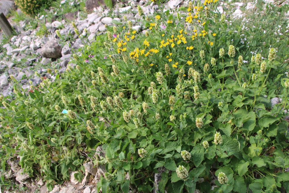 Стахис желтый (дат. Rævehale-Galtetand, лат. Stachys alopecurus, семейства Яснотковые Lamiaceae). Ботанический сад, г. Орхус, Дания. 17 июня 2023 