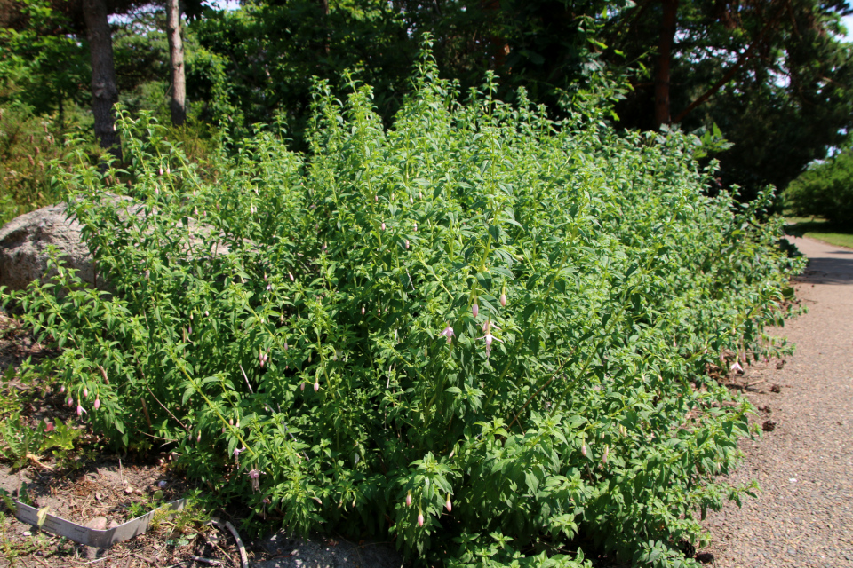 Фуксия магелланская (дат. Havefuchsia Gracilis, лат. Fuchsia magellanica var. gracilis, семейства Кипрейные, Onagraceae). Ботанический сад Орхус 17 июня 2023, Дания 