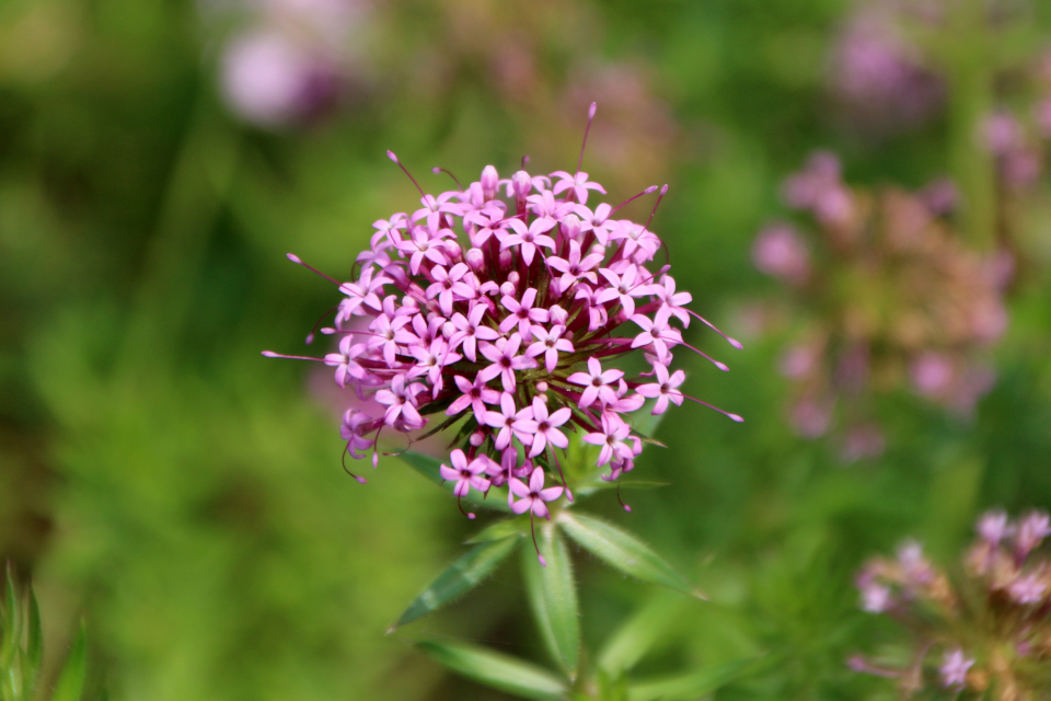 Фуопсис длинностолбиковый (дат. Rosenskovmærke, лат. Phuopsis stylosa, семейство Мареновые, Rubiaceae) . Ботанический сад, г. Орхус, Дания. 17 июня 2023 