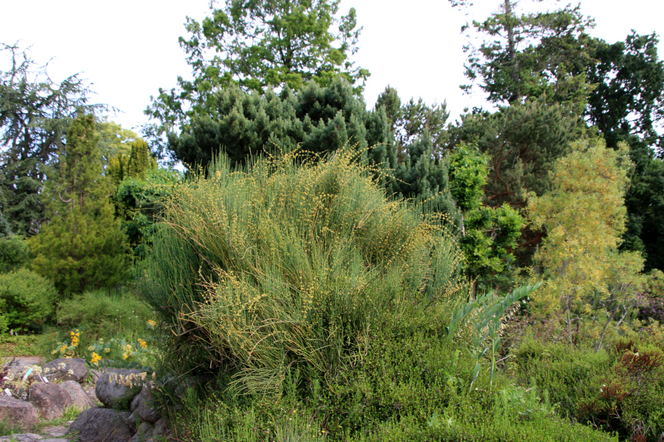 Хвойник американский (дат. Ledris andiana, лат. Ephedra americana, семейство Хвойниковые / Эфедровые, Ephedraceae). Ботанический сад Орхус 17 июня 2023, Дания 