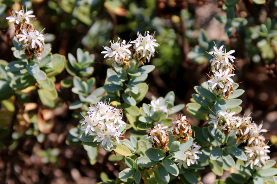 Хебе толстолистная (лат. Hebe pinguifolia, семейства Подорожниковые, Plantaginaceae). Ботанический сад, г. Орхус, Дания. 17 июня 2023 