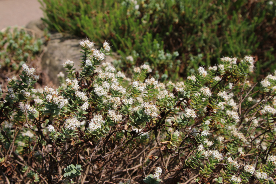 Хебе толстолистная (лат. Hebe pinguifolia, семейства Подорожниковые, Plantaginaceae). Ботанический сад, г. Орхус, Дания. 17 июня 2023 