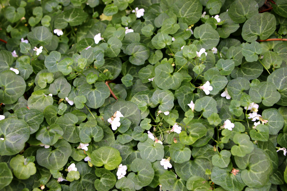 Цимбалярия печеночницелистная (лат. Cymbalaria hepaticifolia, семейство Подорожниковые, Plantaginaceae). Ботанический сад Орхус 17 июня 2023, Дания 