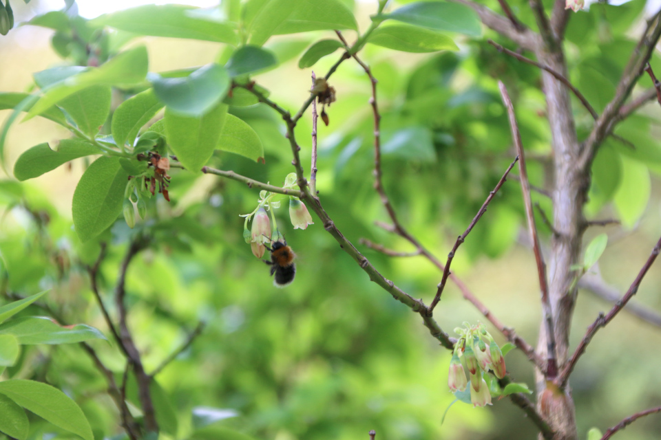 Черника Кавказская (дат. Kaukasisk blåbær, лат. Vaccinium arctostaphylos, семейство Вересковые Ericaceae). Ботанический сад Орхус 17 июня 2023, Дания 