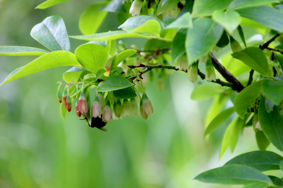 Черника Кавказская (дат. Kaukasisk blåbær, лат. Vaccinium arctostaphylos, семейство Вересковые Ericaceae). Ботанический сад Орхус 17 июня 2023, Дания 