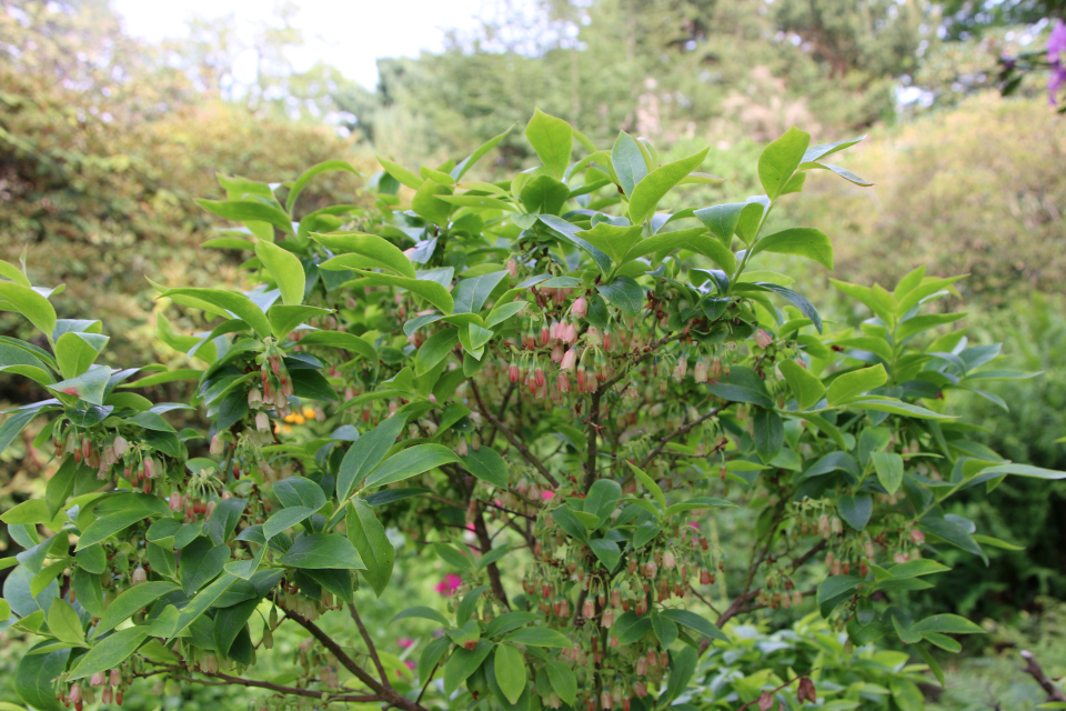 Черника Кавказская (дат. Kaukasisk blåbær, лат. Vaccinium arctostaphylos, семейство Вересковые Ericaceae). Ботанический сад Орхус 17 июня 2023, Дания 