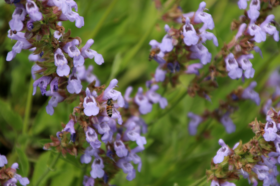 Шалфей лекарственный (дат. Lægesalvie, лат. Salvia Officinalis, семейство Яснотковые, Lamiaceae). Ботанический сад Орхус 17 июня 2023, Дания 