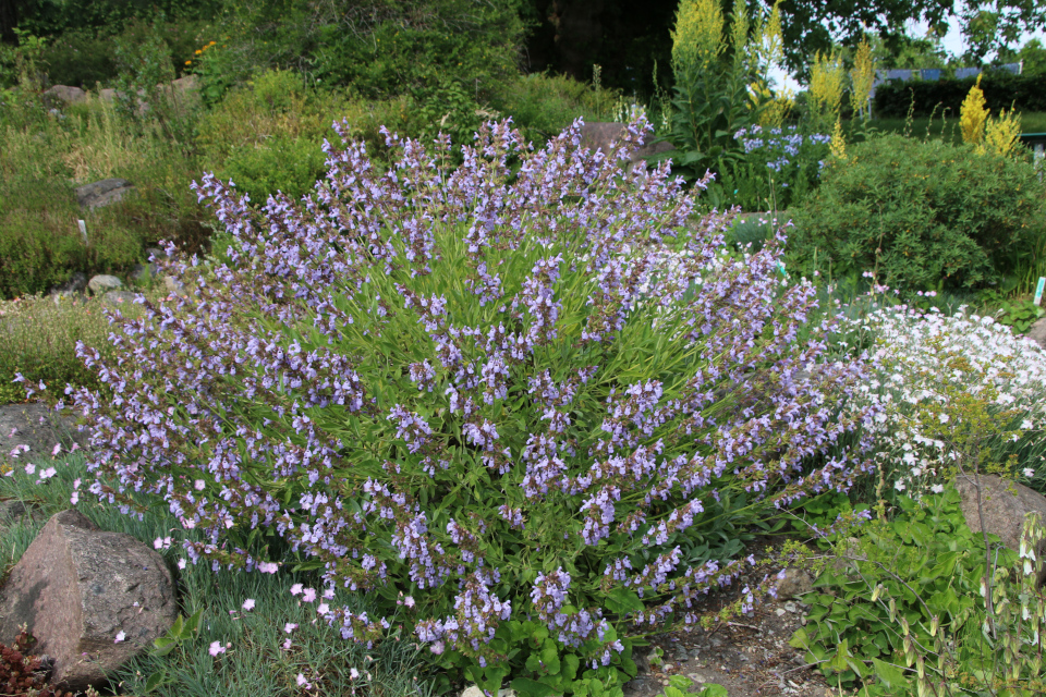 Шалфей лекарственный (дат. Lægesalvie, лат. Salvia Officinalis, семейство Яснотковые, Lamiaceae). Ботанический сад Орхус 17 июня 2023, Дания 