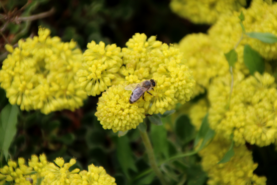 Эриогонум зонтичный (лат. Eriogonum umbellatum, семейства Гречишные, Polygonaceae). Ботанический сад Орхус 17 июня 2023, Дания 