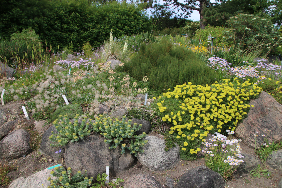 Эриогонум зонтичный (лат. Eriogonum umbellatum, семейства Гречишные, Polygonaceae). Ботанический сад Орхус 17 июня 2023, Дания 